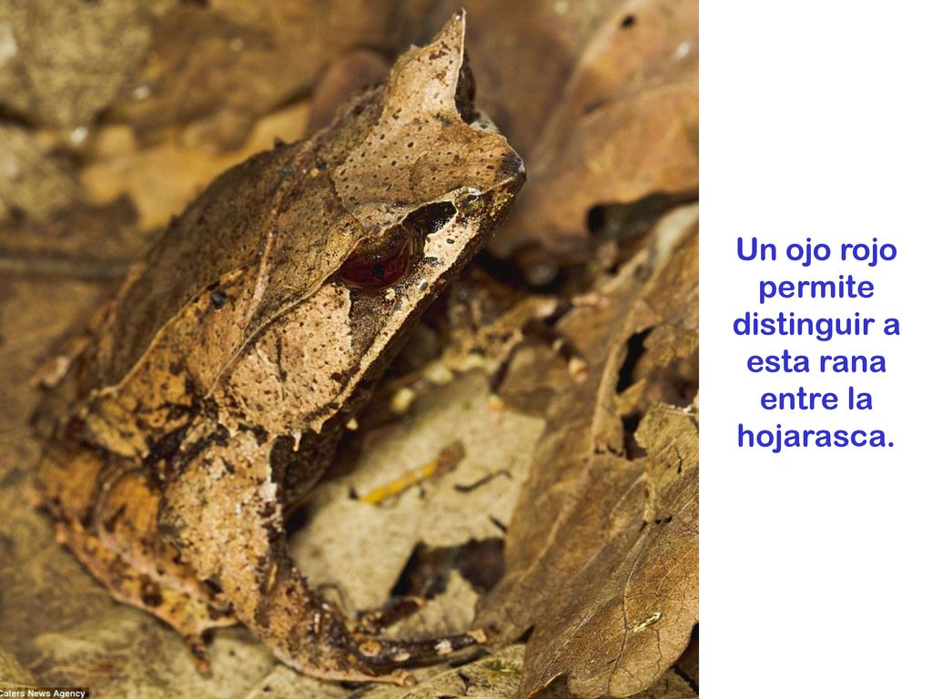 Un ojo rojo permite distinguir a esta rana entre la hojarasca.