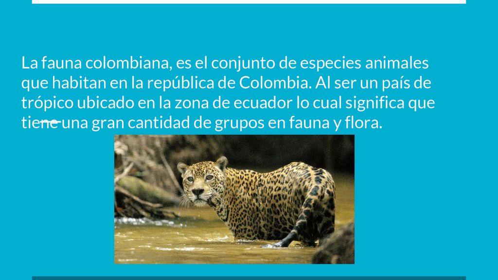 La fauna colombiana, es el conjunto de especies animales que habitan en la república de Colombia.