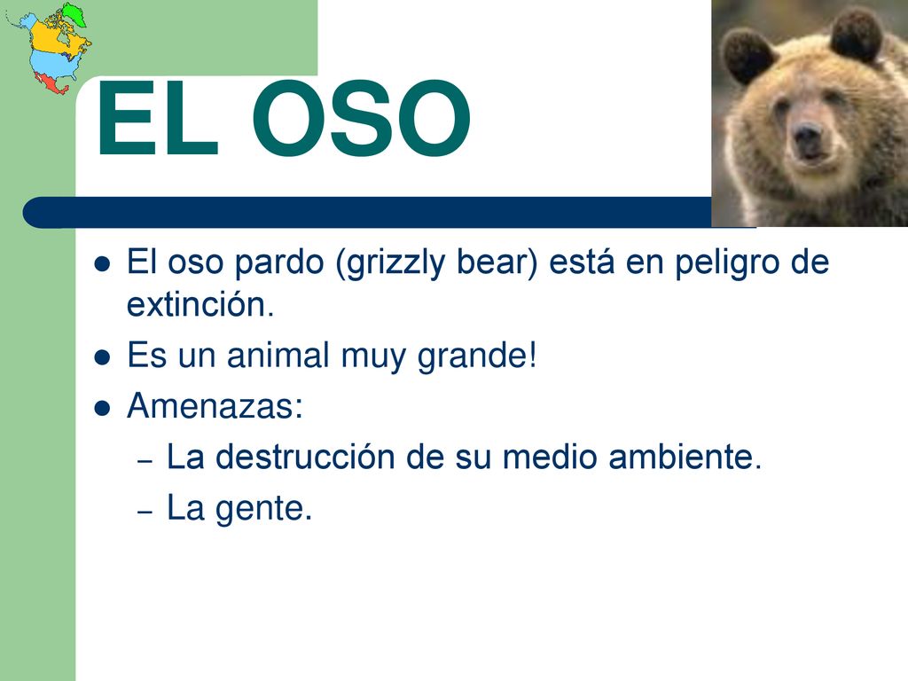 EL OSO El oso pardo (grizzly bear) está en peligro de extinción.