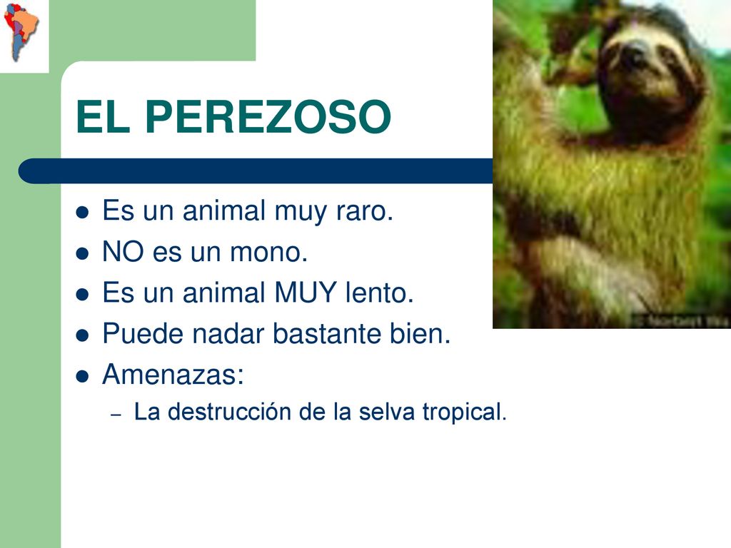 EL PEREZOSO Es un animal muy raro. NO es un mono.