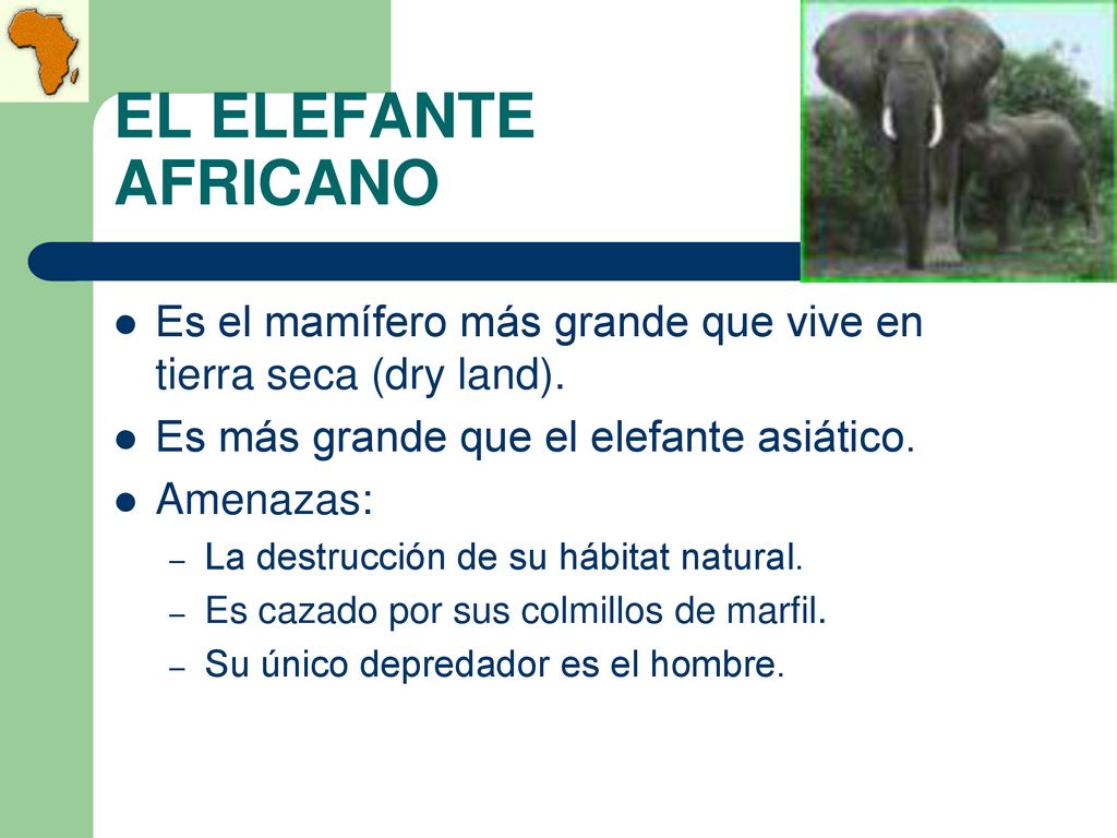 EL ELEFANTE AFRICANO Es el mamífero más grande que vive en tierra seca (dry land). Es más grande que el elefante asiático.