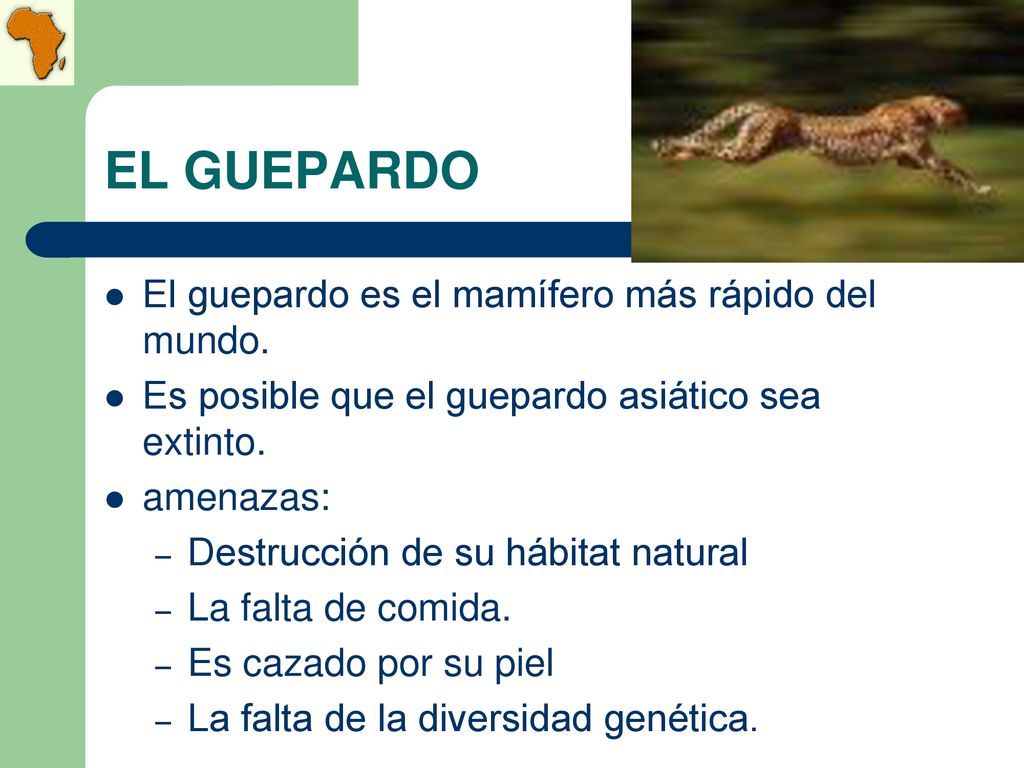 EL GUEPARDO El guepardo es el mamífero más rápido del mundo.