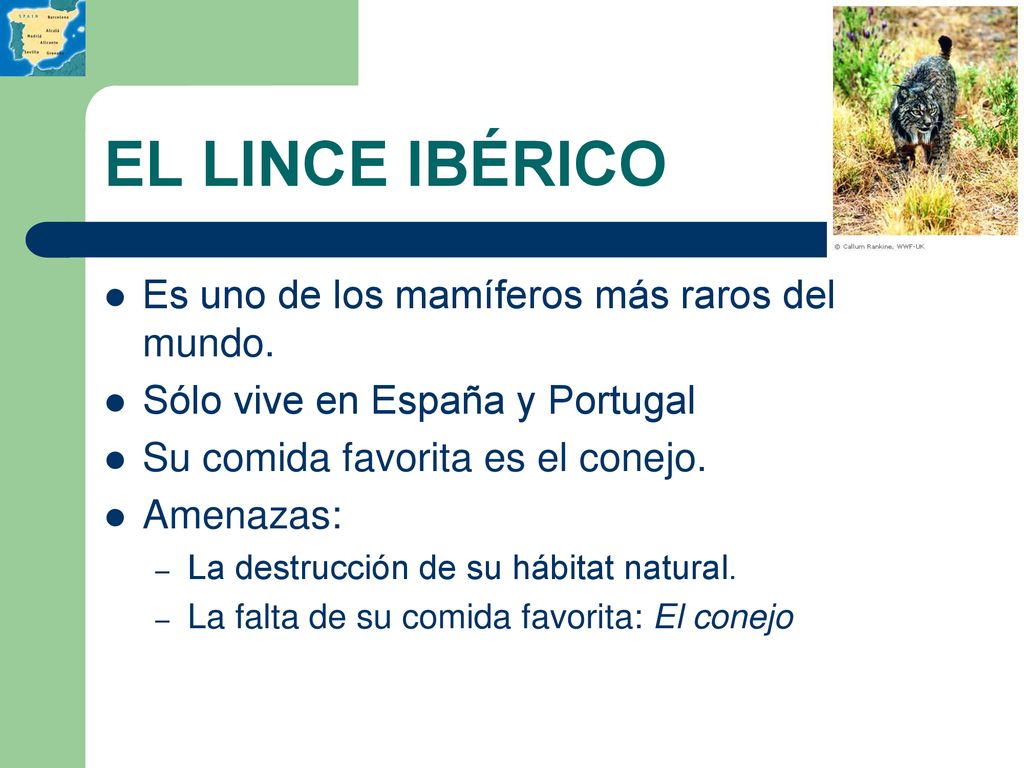 EL LINCE IBÉRICO Es uno de los mamíferos más raros del mundo.