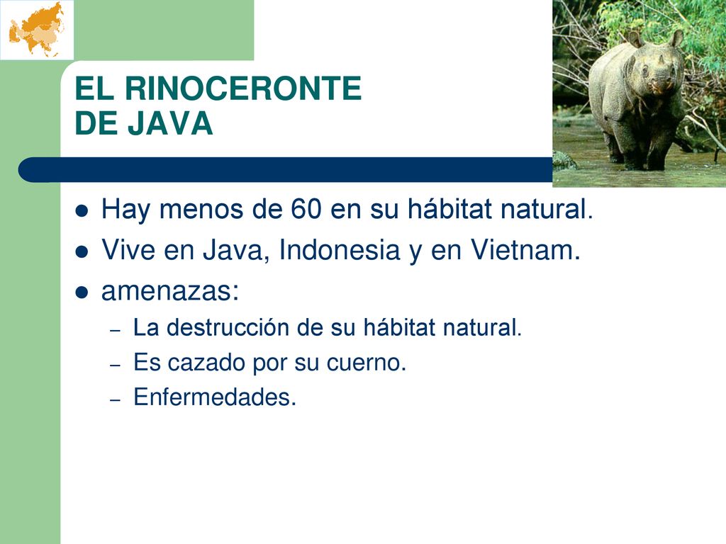 EL RINOCERONTE DE JAVA Hay menos de 60 en su hábitat natural.