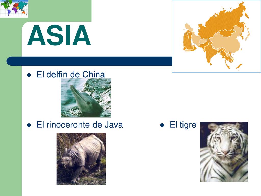 ASIA El delfín de China El rinoceronte de Java ● El tigre