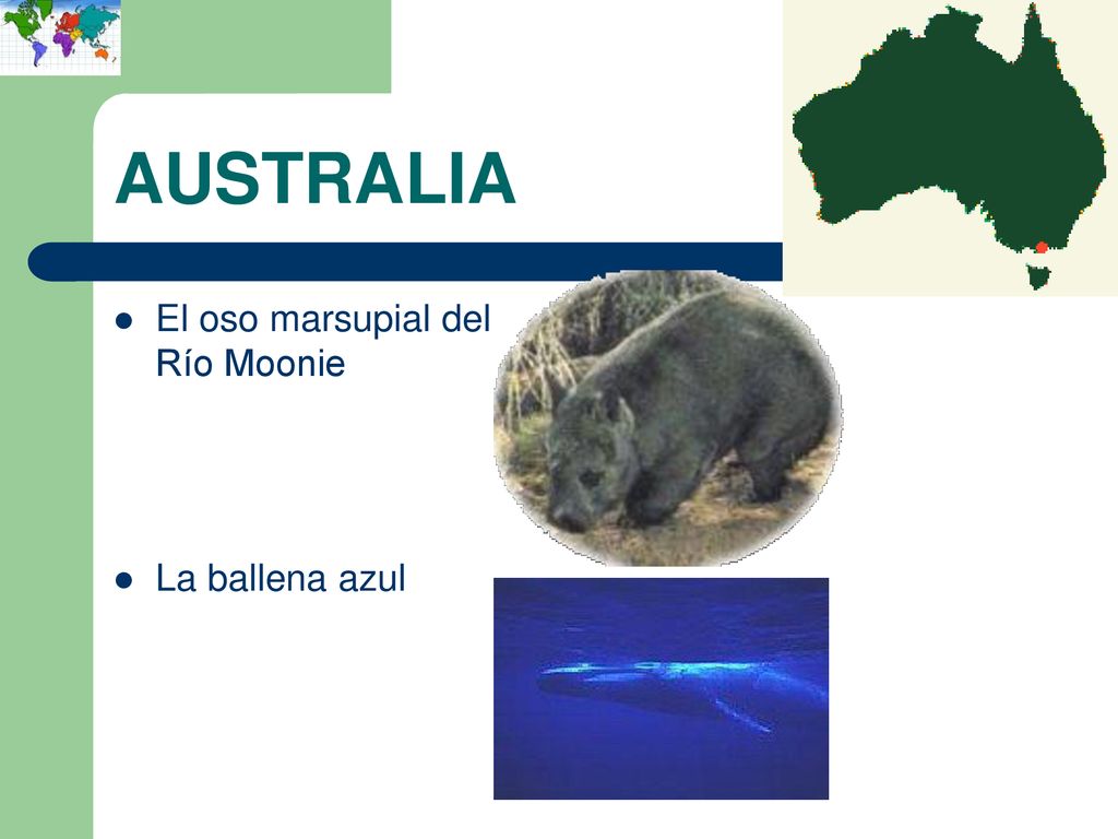 AUSTRALIA El oso marsupial del Río Moonie La ballena azul