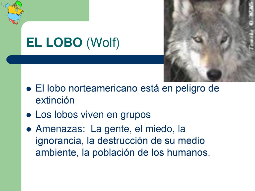 EL LOBO (Wolf) El lobo norteamericano está en peligro de extinción