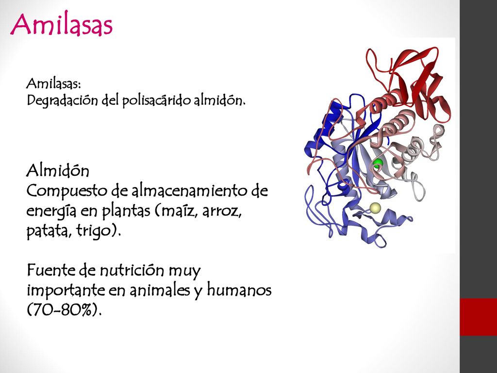 Amilasas Amilasas: Degradación del polisacárido almidón. Almidón. Compuesto de almacenamiento de energía en plantas (maíz, arroz, patata, trigo).