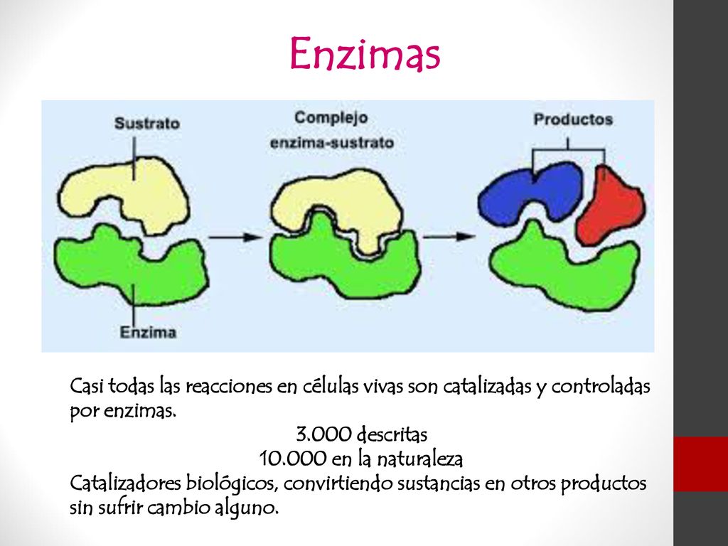 Enzimas Casi todas las reacciones en células vivas son catalizadas y controladas por enzimas descritas.