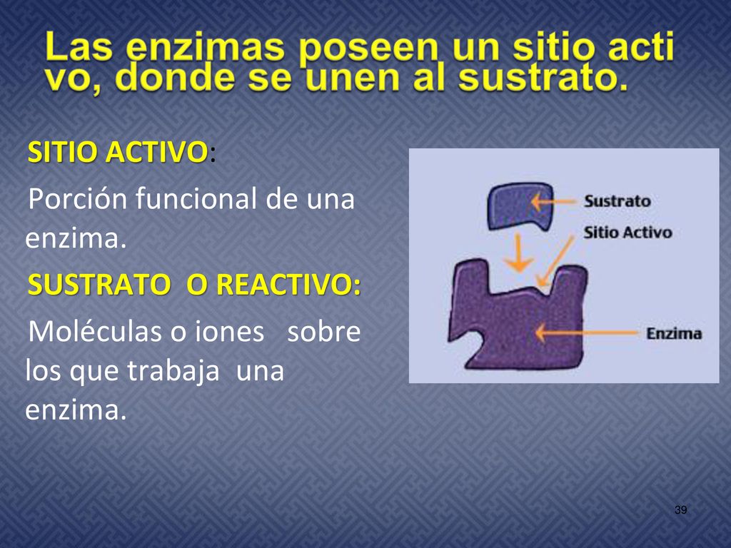 Las enzimas poseen un sitio activo, donde se unen al sustrato.