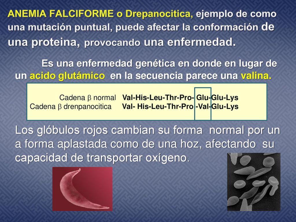 ANEMIA FALCIFORME o Drepanocitica, ejemplo de como una mutación puntual, puede afectar la conformación de una proteina, provocando una enfermedad.