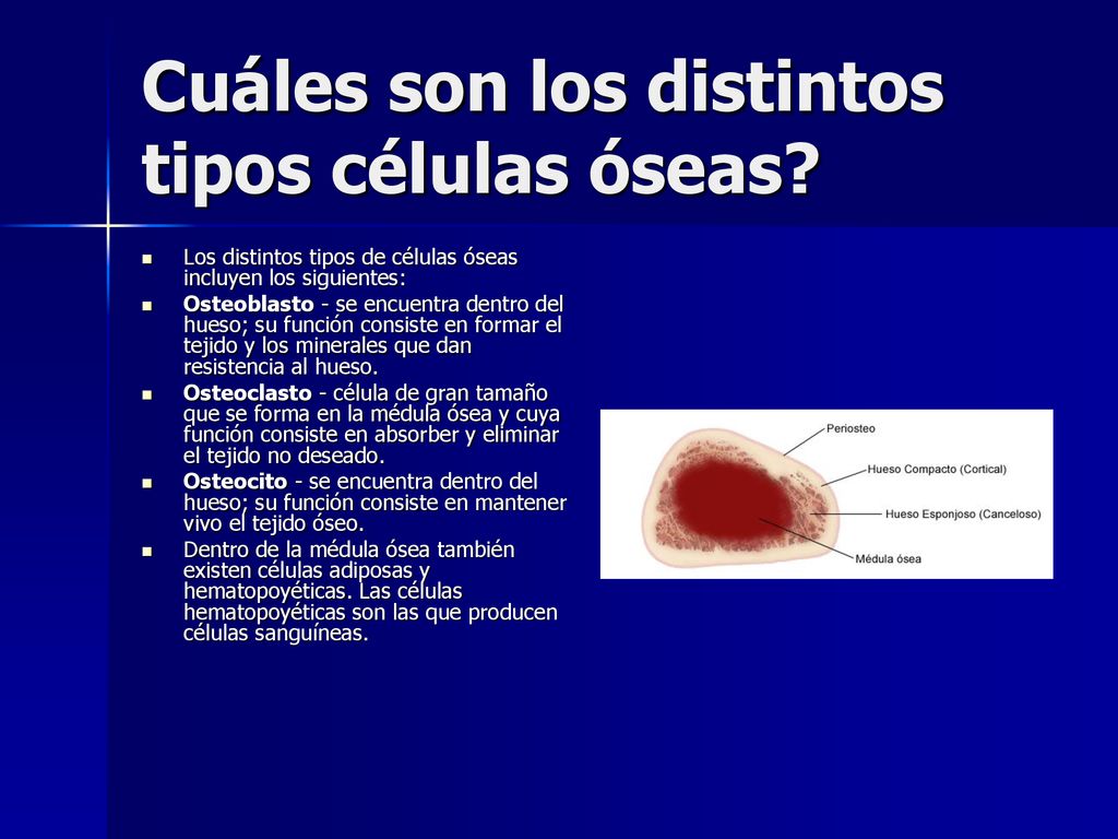 Cuáles son los distintos tipos células óseas