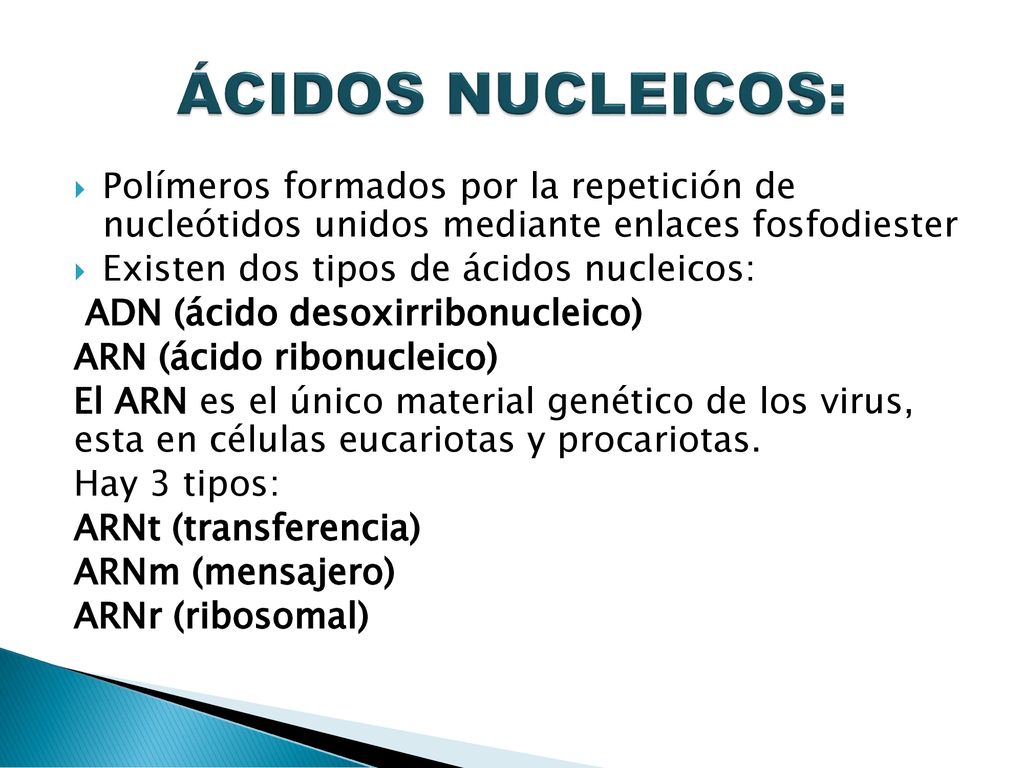 ÁCIDOS NUCLEICOS: Polímeros formados por la repetición de nucleótidos unidos mediante enlaces fosfodiester.