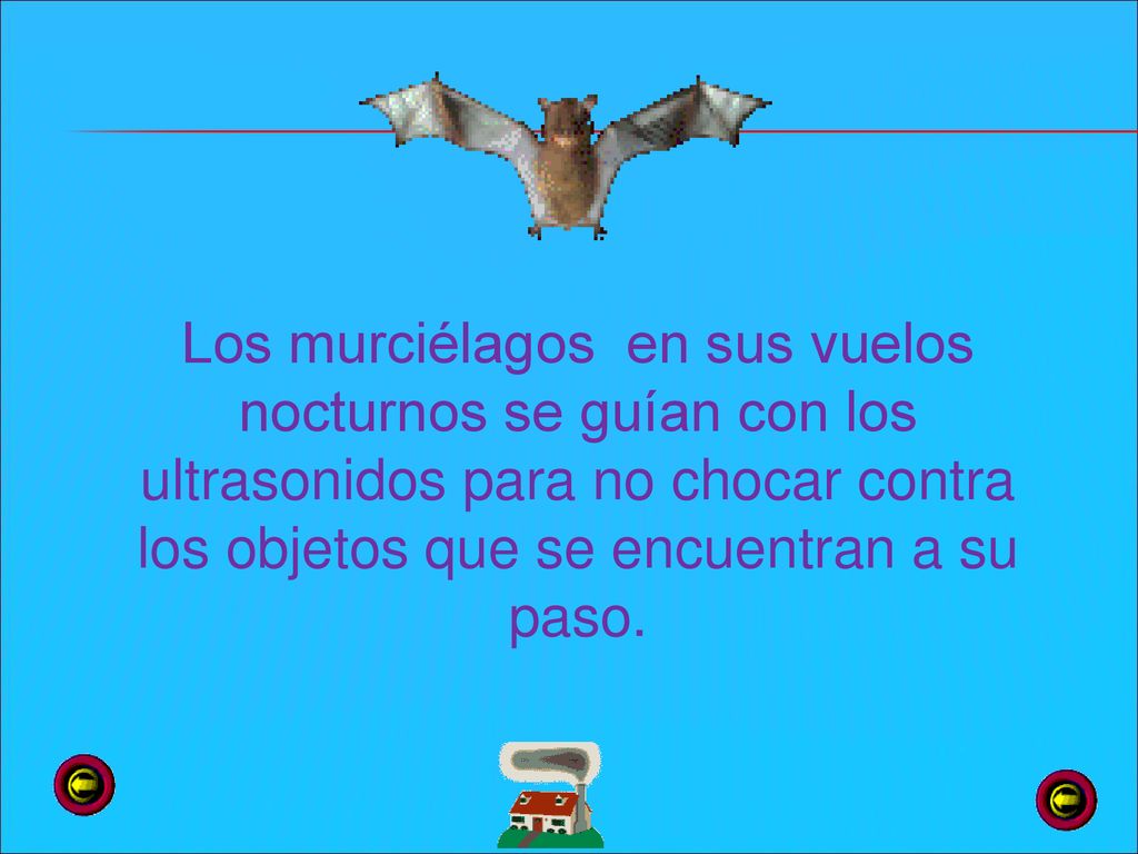 Los murciélagos en sus vuelos nocturnos se guían con los ultrasonidos para no chocar contra los objetos que se encuentran a su paso.