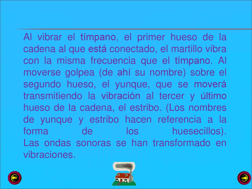 Al vibrar el tímpano, el primer hueso de la cadena al que está conectado, el martillo vibra con la misma frecuencia que el tímpano.