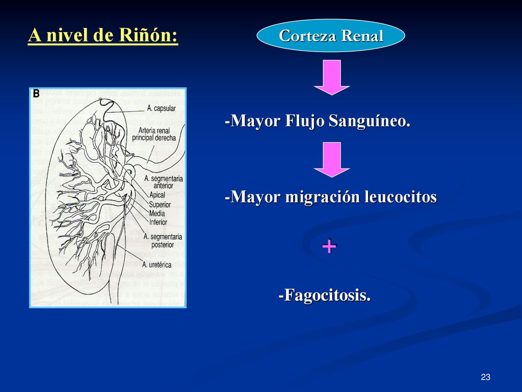 A nivel de Riñón: Corteza Renal -Mayor Flujo Sanguíneo.