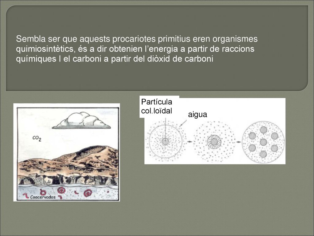 Sembla ser que aquests procariotes primitius eren organismes quimiosintètics, és a dir obtenien l’energia a partir de raccions químiques I el carboni a partir del diòxid de carboni