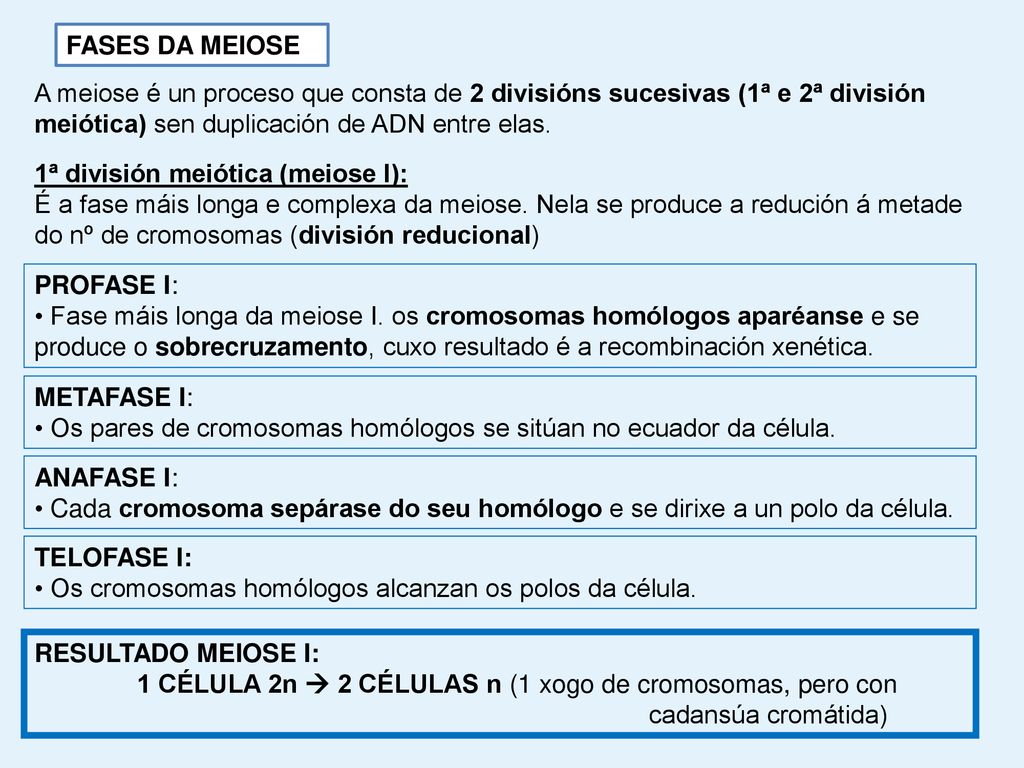 FASES DA MEIOSE A meiose é un proceso que consta de 2 divisións sucesivas (1ª e 2ª división meiótica) sen duplicación de ADN entre elas.