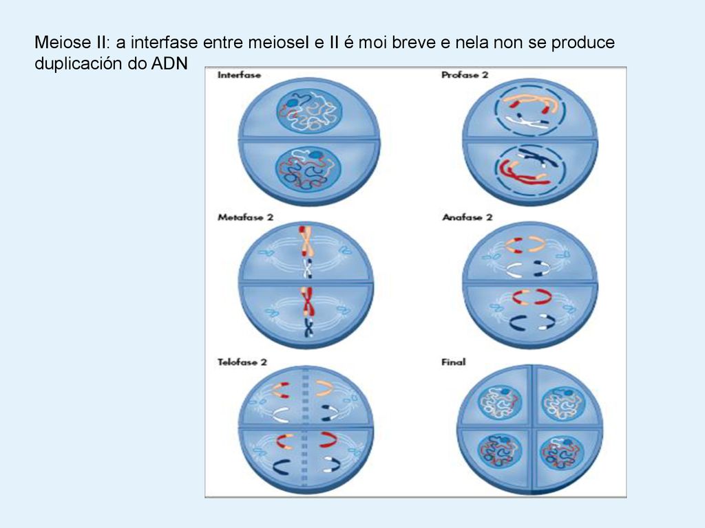 Meiose II: a interfase entre meioseI e II é moi breve e nela non se produce duplicación do ADN