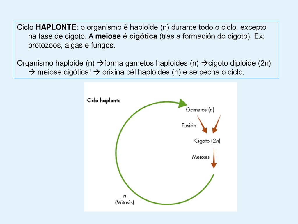 Ciclo HAPLONTE: o organismo é haploide (n) durante todo o ciclo, excepto na fase de cigoto. A meiose é cigótica (tras a formación do cigoto). Ex: protozoos, algas e fungos.