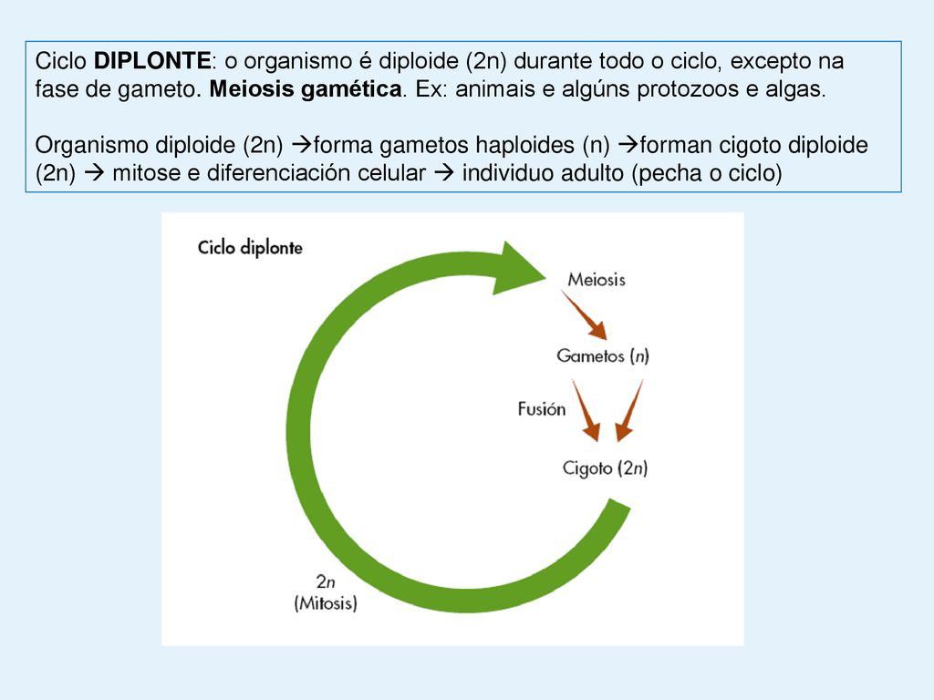 Ciclo DIPLONTE: o organismo é diploide (2n) durante todo o ciclo, excepto na fase de gameto. Meiosis gamética. Ex: animais e algúns protozoos e algas.