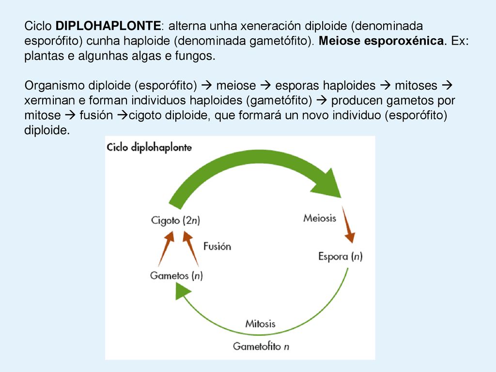 Ciclo DIPLOHAPLONTE: alterna unha xeneración diploide (denominada esporófito) cunha haploide (denominada gametófito). Meiose esporoxénica. Ex: plantas e algunhas algas e fungos.