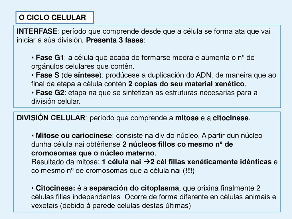 O CICLO CELULAR INTERFASE: período que comprende desde que a célula se forma ata que vai iniciar a súa división. Presenta 3 fases: