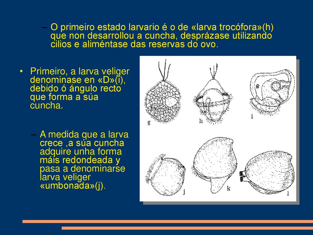 O primeiro estado larvario é o de «larva trocófora»(h) que non desarrollou a cuncha, desprázase utilizando cilios e aliméntase das reservas do ovo.
