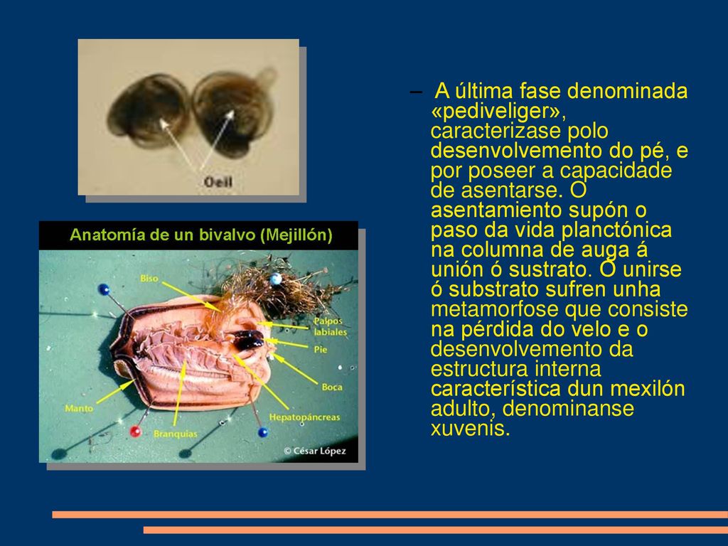 A última fase denominada «pediveliger», caracterizase polo desenvolvemento do pé, e por poseer a capacidade de asentarse.