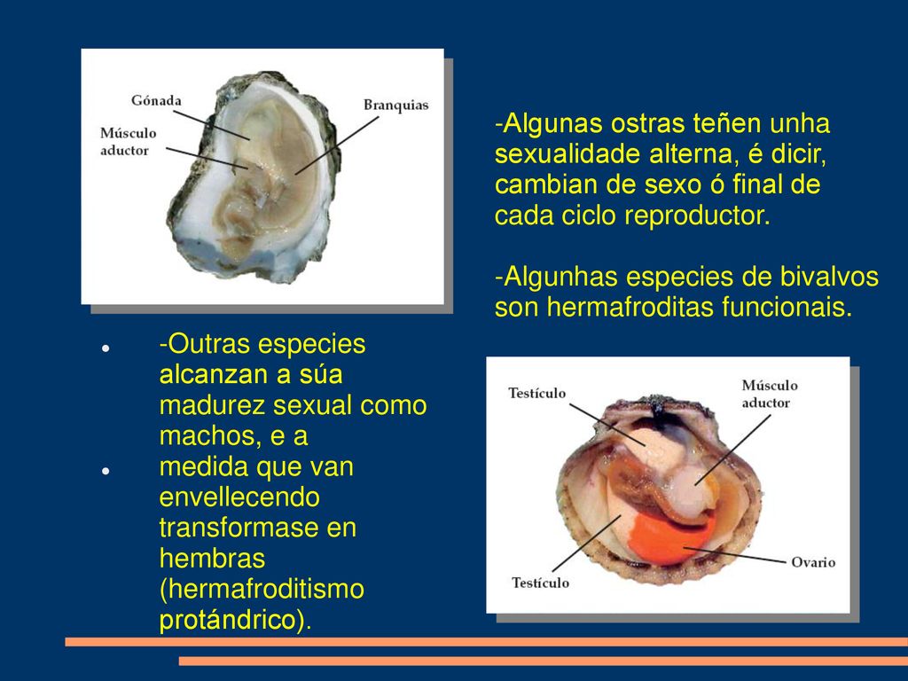 -Algunas ostras teñen unha sexualidade alterna, é dicir, cambian de sexo ó final de cada ciclo reproductor.