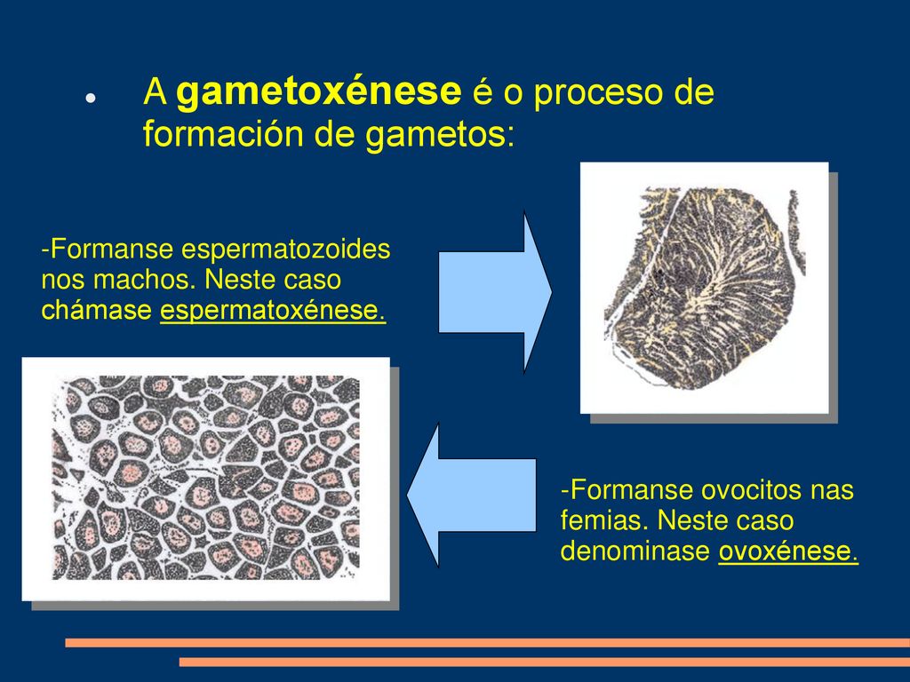 A gametoxénese é o proceso de formación de gametos:
