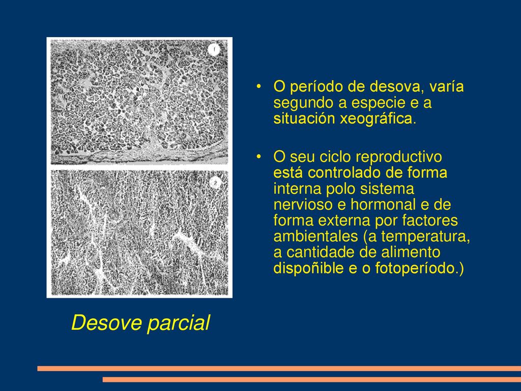 O período de desova, varía segundo a especie e a situación xeográfica.