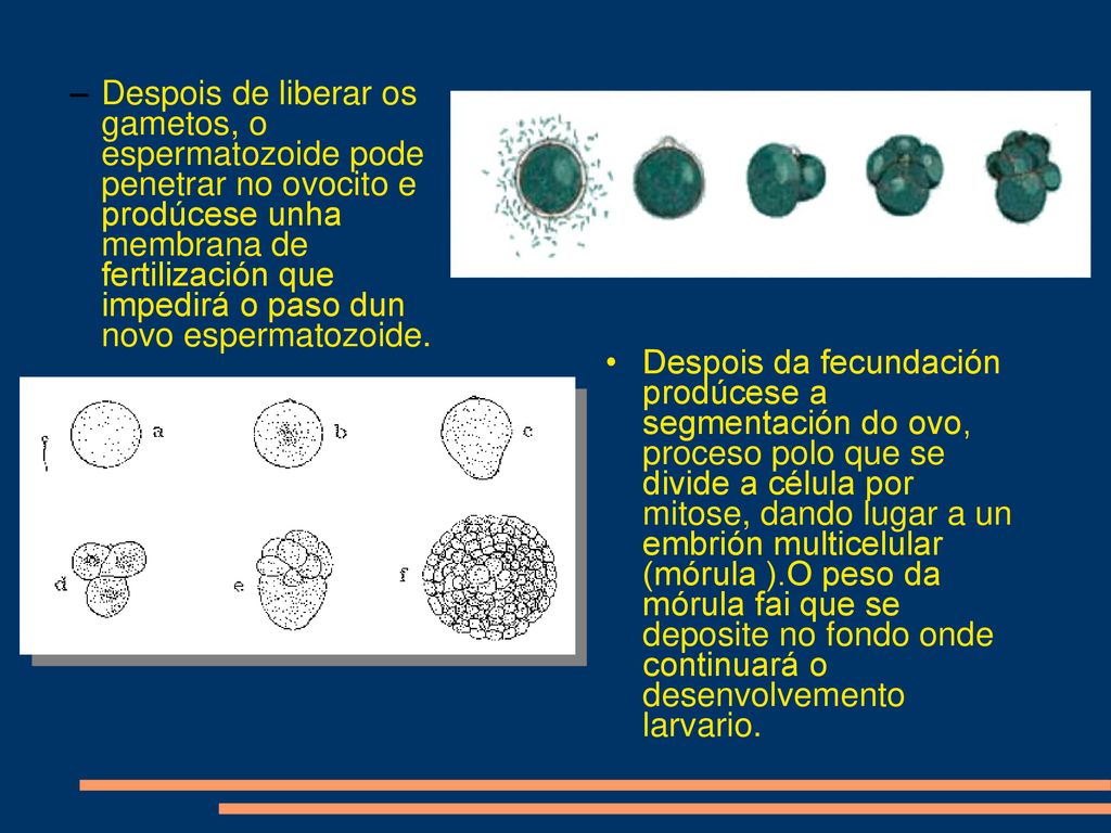 Despois de liberar os gametos, o espermatozoide pode penetrar no ovocito e prodúcese unha membrana de fertilización que impedirá o paso dun novo espermatozoide.