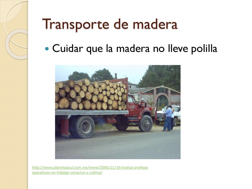 Transporte de madera Cuidar que la madera no lleve polilla