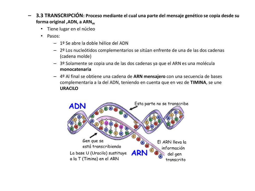 3.3 TRANSCRIPCIÓN: Proceso mediante el cual una parte del mensaje genético se copia desde su forma original ,ADN, a ARNm