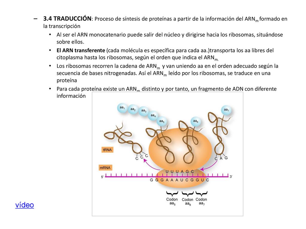 3.4 TRADUCCIÓN: Proceso de síntesis de proteínas a partir de la información del ARNm formado en la transcripción