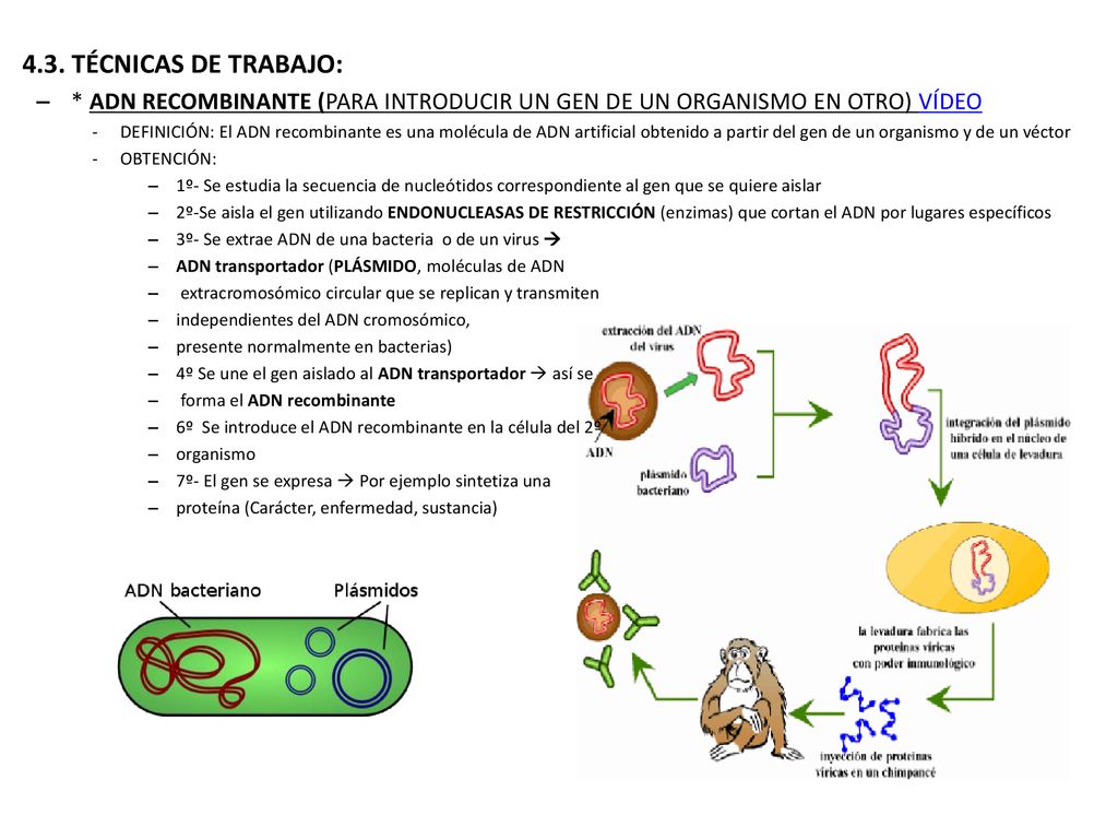 4.3. TÉCNICAS DE TRABAJO: * ADN RECOMBINANTE (PARA INTRODUCIR UN GEN DE UN ORGANISMO EN OTRO) VÍDEO.