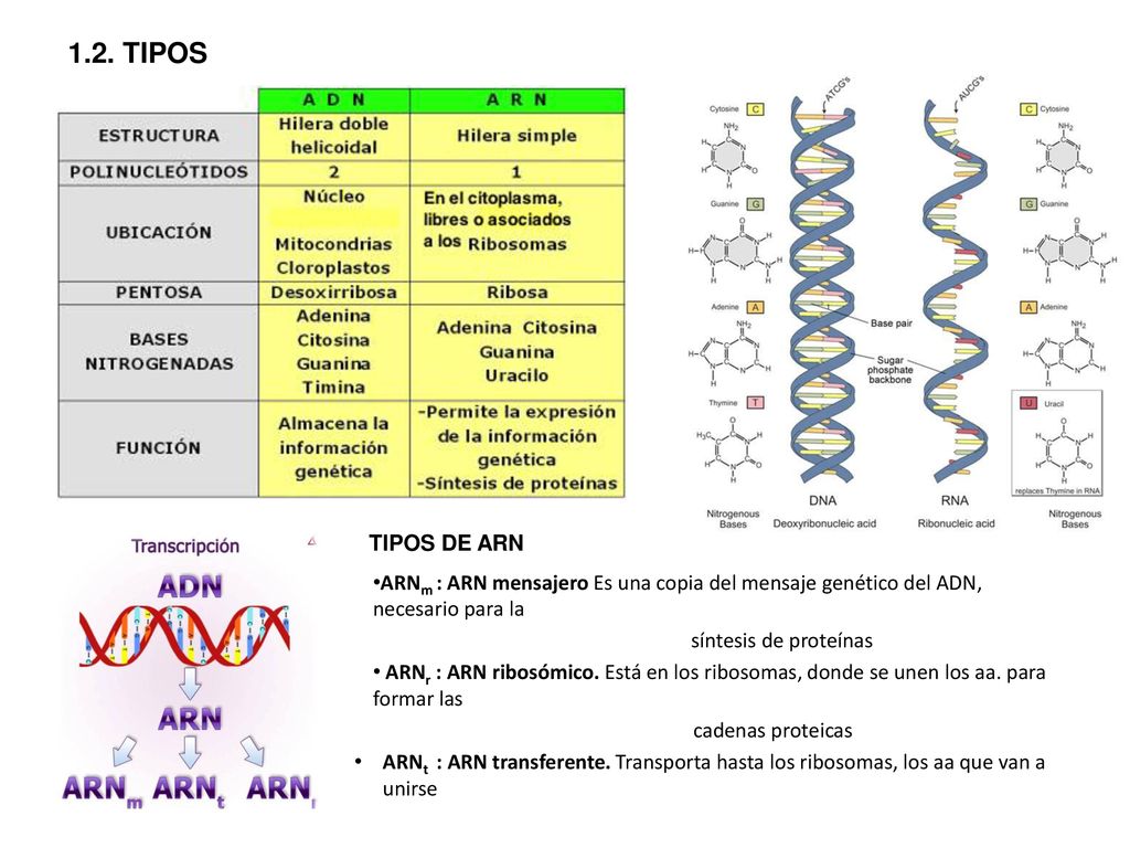 1.2. TIPOS ARNm : ARN mensajero Es una copia del mensaje genético del ADN, necesario para la. síntesis de proteínas.