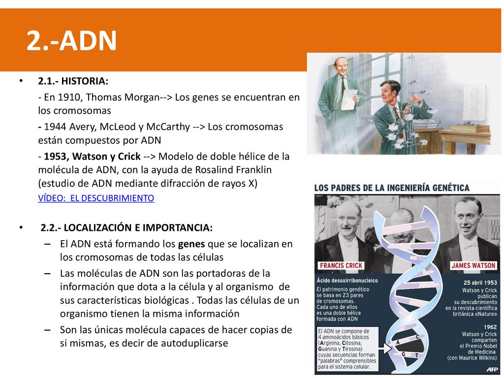2.-ADN HISTORIA: - En 1910, Thomas Morgan--> Los genes se encuentran en los cromosomas.