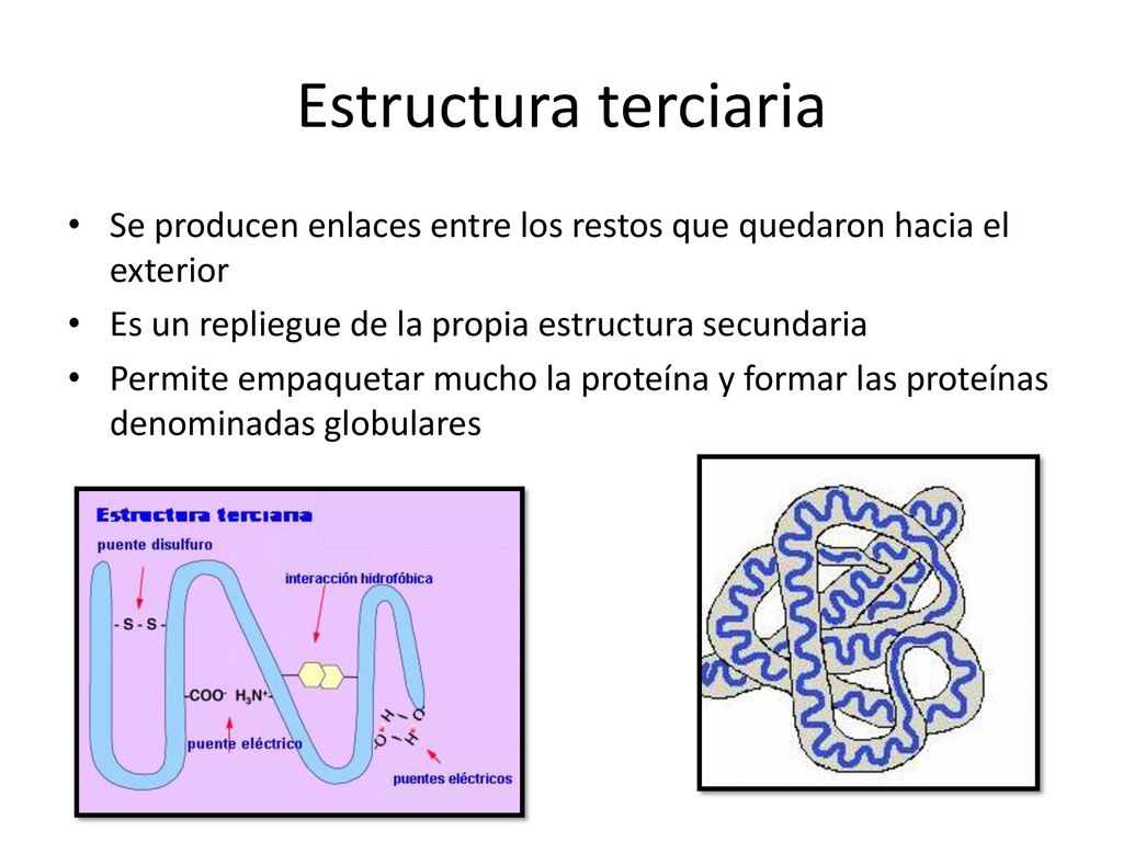 Estructura terciaria Se producen enlaces entre los restos que quedaron hacia el exterior. Es un repliegue de la propia estructura secundaria.