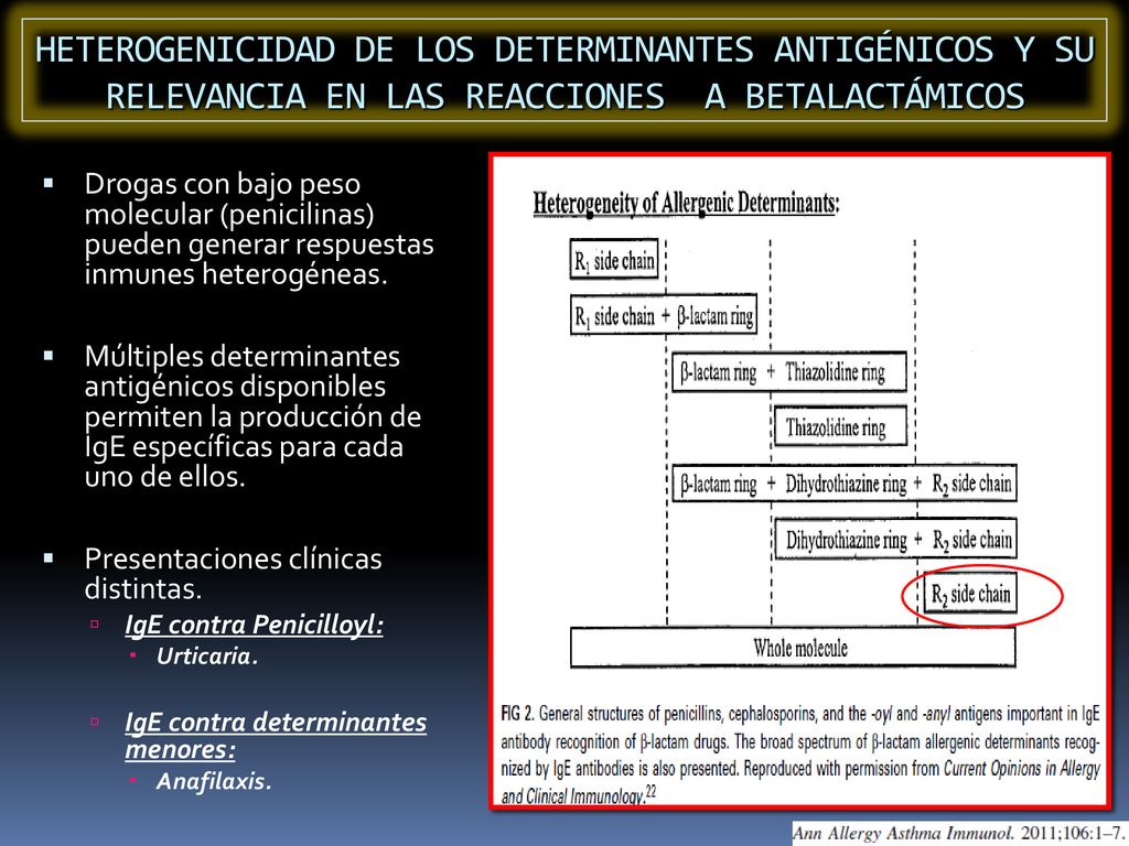 HETEROGENICIDAD DE LOS DETERMINANTES ANTIGÉNICOS Y SU RELEVANCIA EN LAS REACCIONES A BETALACTÁMICOS
