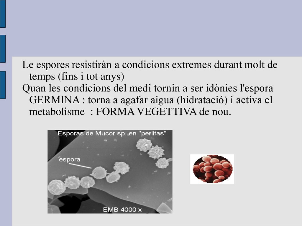 Le espores resistiràn a condicions extremes durant molt de temps (fins i tot anys)