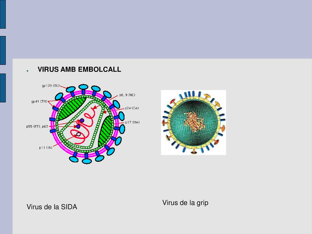 VIRUS AMB EMBOLCALL Virus de la SIDA Virus de la grip