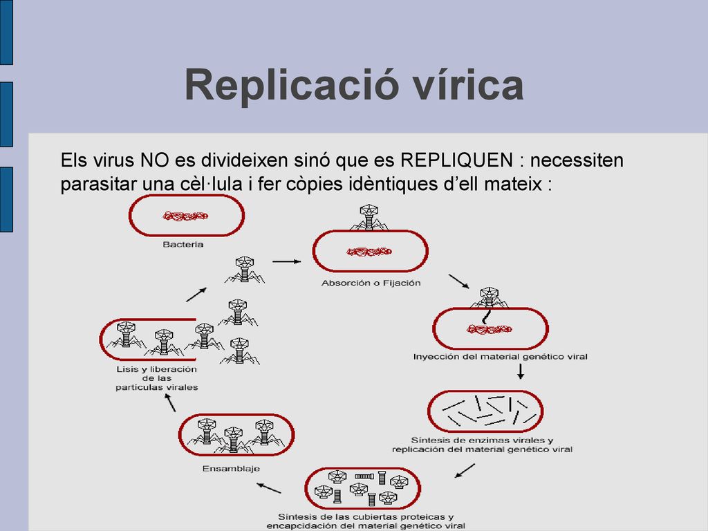 Replicació vírica Els virus NO es divideixen sinó que es REPLIQUEN : necessiten.