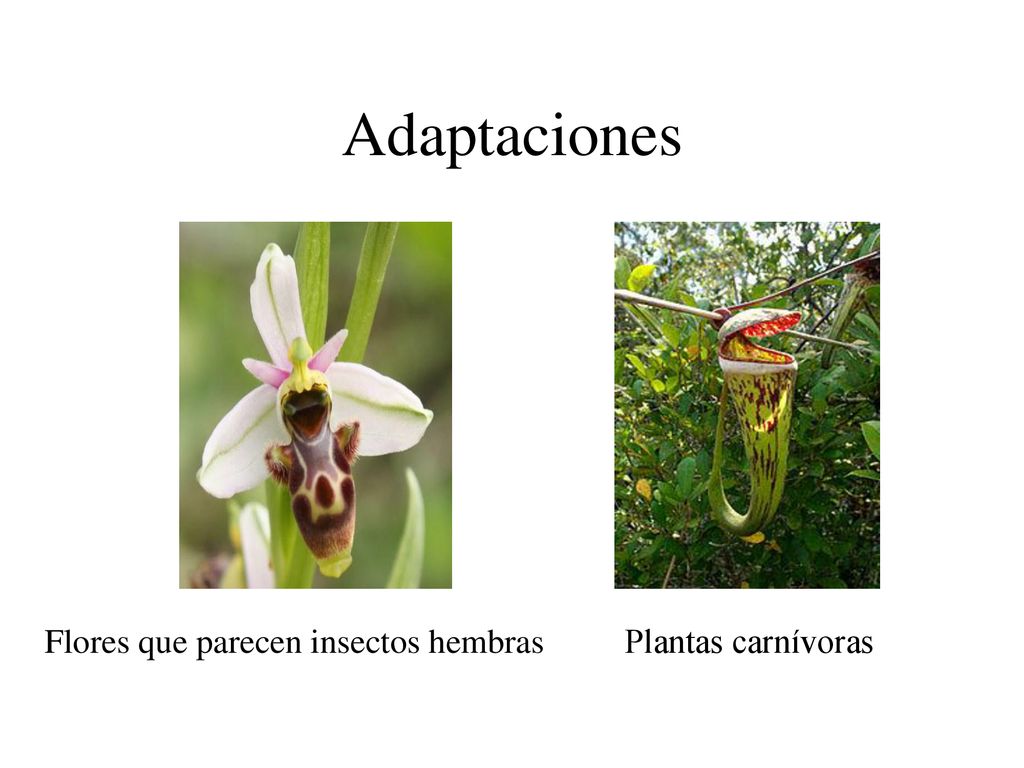 Adaptaciones Flores que parecen insectos hembras Plantas carnívoras