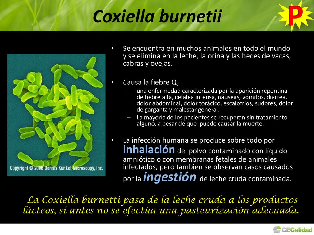P Coxiella burnetii. Se encuentra en muchos animales en todo el mundo y se elimina en la leche, la orina y las heces de vacas, cabras y ovejas.