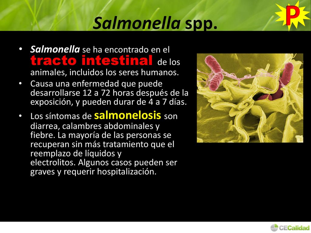 P Salmonella spp. Salmonella se ha encontrado en el tracto intestinal de los animales, incluidos los seres humanos.
