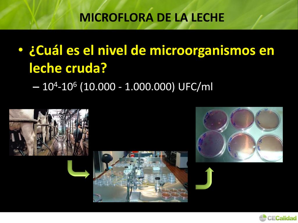 ¿Cuál es el nivel de microorganismos en leche cruda