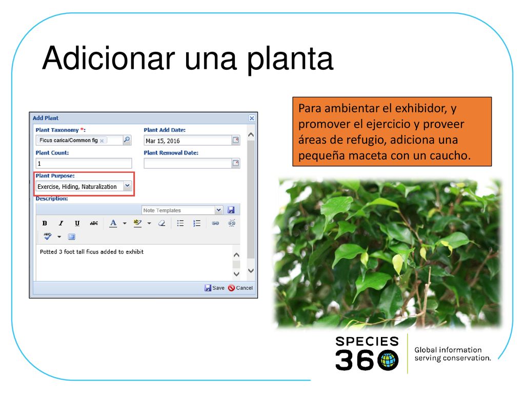 Adicionar una planta Para ambientar el exhibidor, y promover el ejercicio y proveer áreas de refugio, adiciona una pequeña maceta con un caucho.