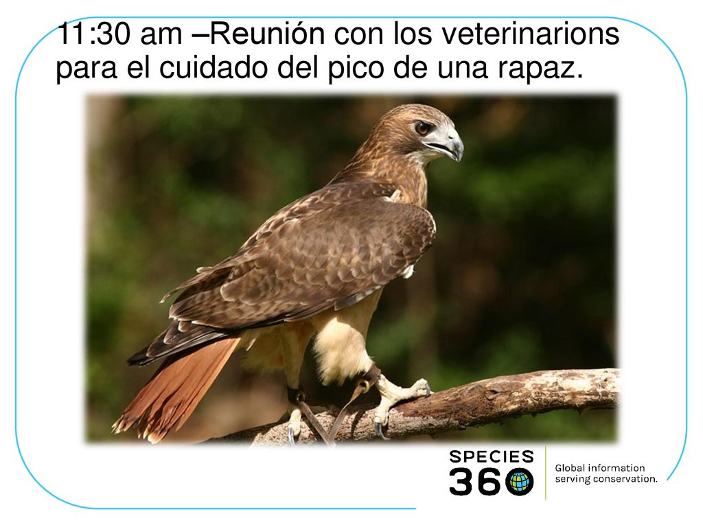 11:30 am –Reunión con los veterinarions para el cuidado del pico de una rapaz.